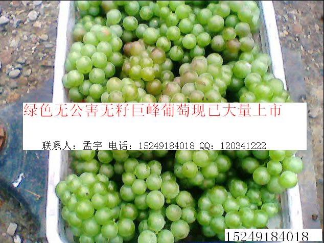 供應(yīng)2014買什么水果好紅無核