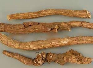 供應(yīng)赤芍提取物