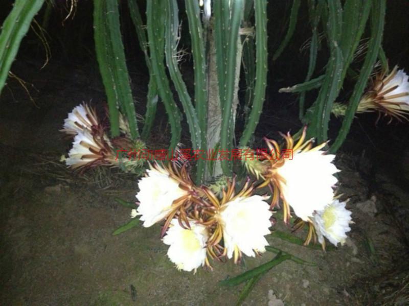 供應(yīng)2014年火龍果上市了