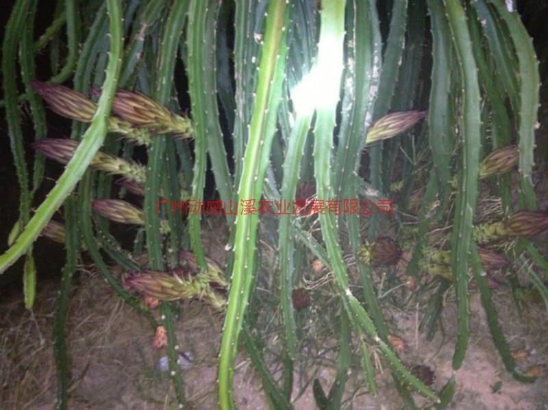 供應(yīng)2014年火龍果上市了