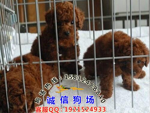 广州哪里买贵宾犬狗有保障供应广州哪里买贵宾犬狗有保障 广州哪里有狗场 诚信狗场