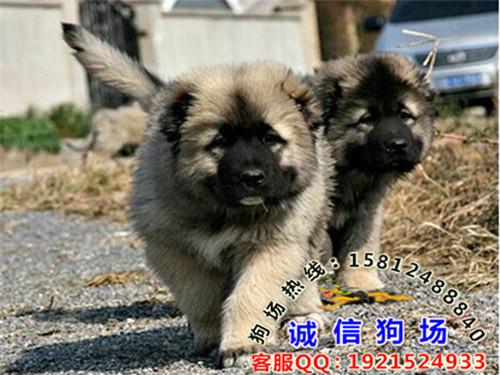 广州哪里有纯种高加索犬一只多少钱图片