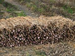 供應(yīng)廣州淮山淺生槽批發(fā)-廣州淮山淺生槽批發(fā)價(jià)格