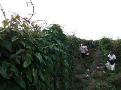 供應(yīng)廣州淮山淺生槽批發(fā)-廣州淮山淺生槽批發(fā)價(jià)格