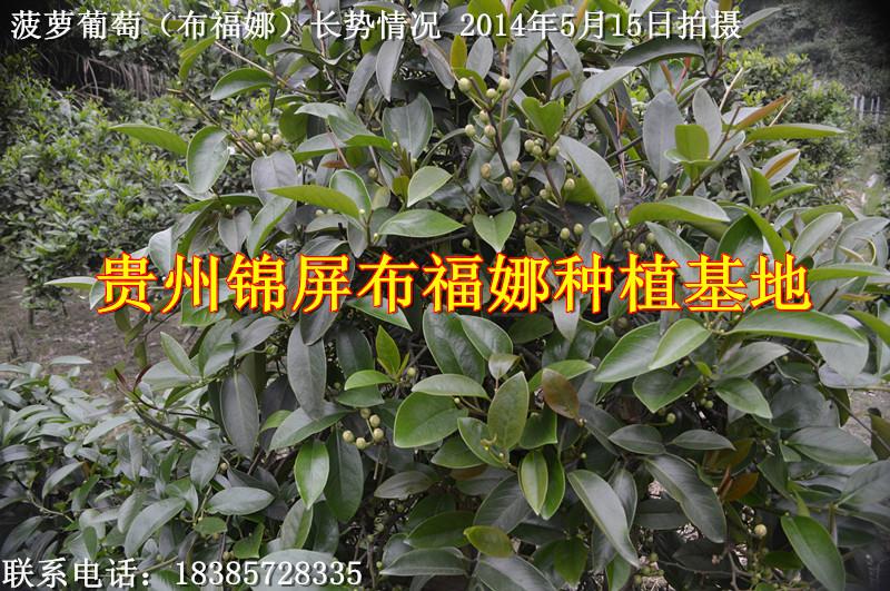 供應(yīng)貴州一年布福娜苗木直銷商，貴州一年布福娜苗木批發(fā)