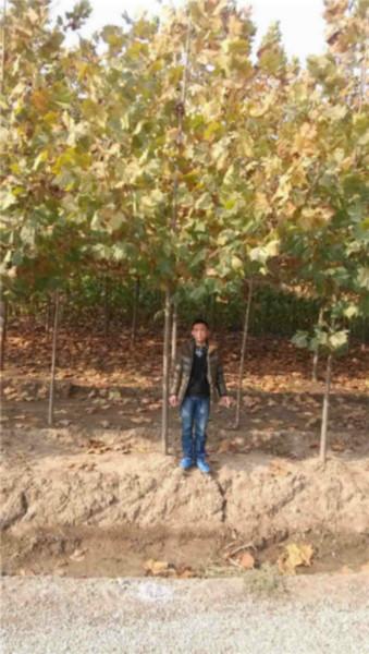 供應(yīng)6公分速生法桐濟(jì)寧法桐小苗