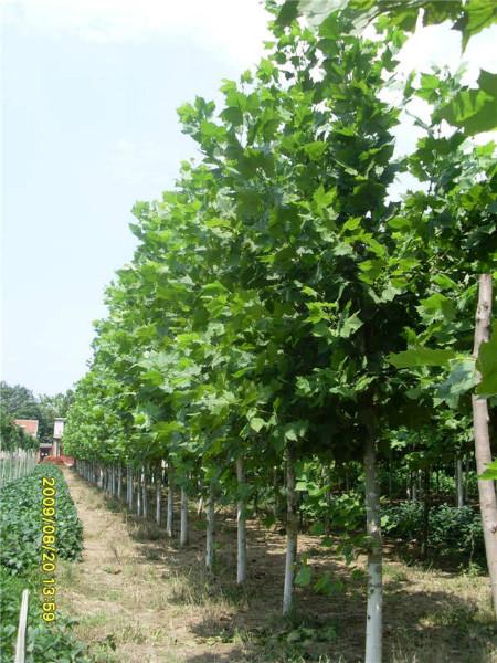 供應(yīng)8公分速生法桐小苗