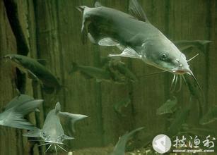 供應(yīng)廣州胡子鰱魚(yú)苗批發(fā)