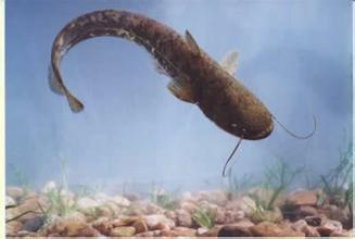 優(yōu)質(zhì)大口鰱圖片