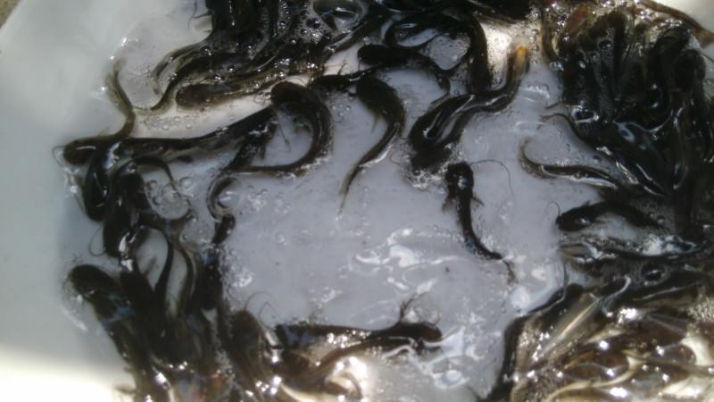 供應(yīng)泥鰍胡子鰱魚苗