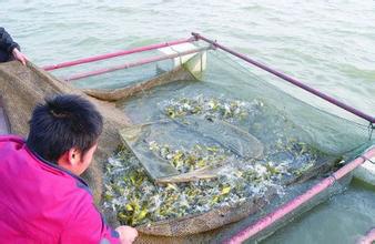 廣州優(yōu)質(zhì)黃桑魚(yú)養(yǎng)殖電話圖片/廣州優(yōu)質(zhì)黃桑魚(yú)養(yǎng)殖電話樣板圖 (3)