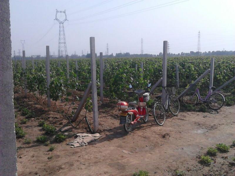 紅酒葡萄圖片/紅酒葡萄樣板圖 (2)