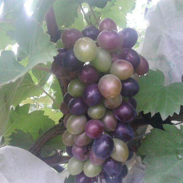 十月一黃金周采摘葡萄釀酒葡萄采摘，在哪里可以購買石家莊靈壽縣五岳寨