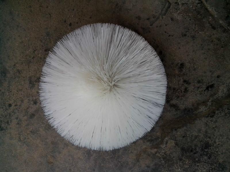 供應(yīng)洗蛋糕機(jī)毛刷皮帶毛刷