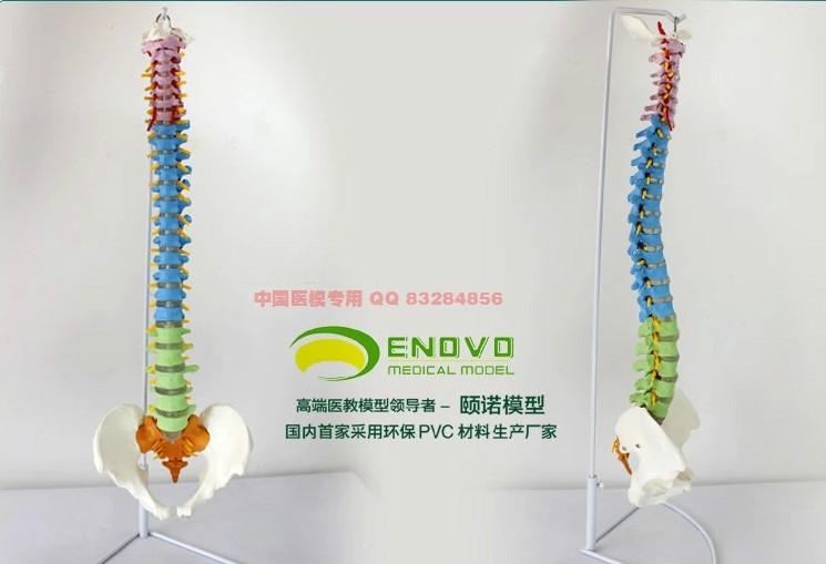 供應(yīng)帶股骨頭的教學(xué)用活動(dòng)脊柱模型