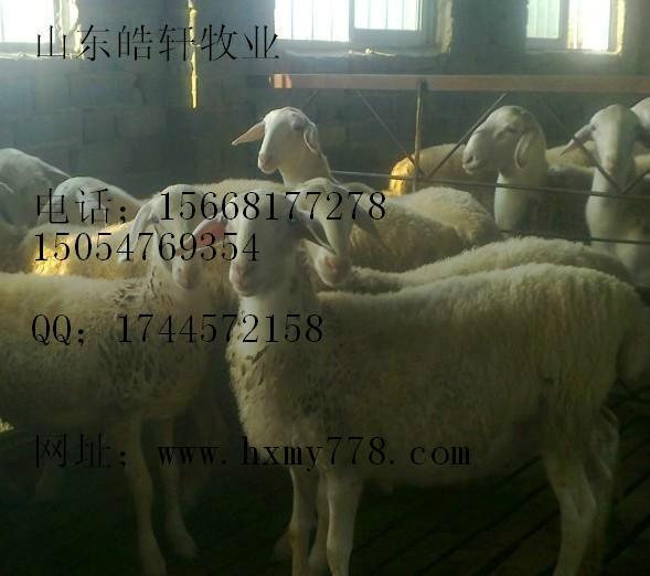 供應(yīng)圖們200-500斤西門(mén)塔爾利木贊夏洛萊價(jià)格