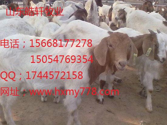 小尾寒羊*圈養(yǎng)吃什么飼料