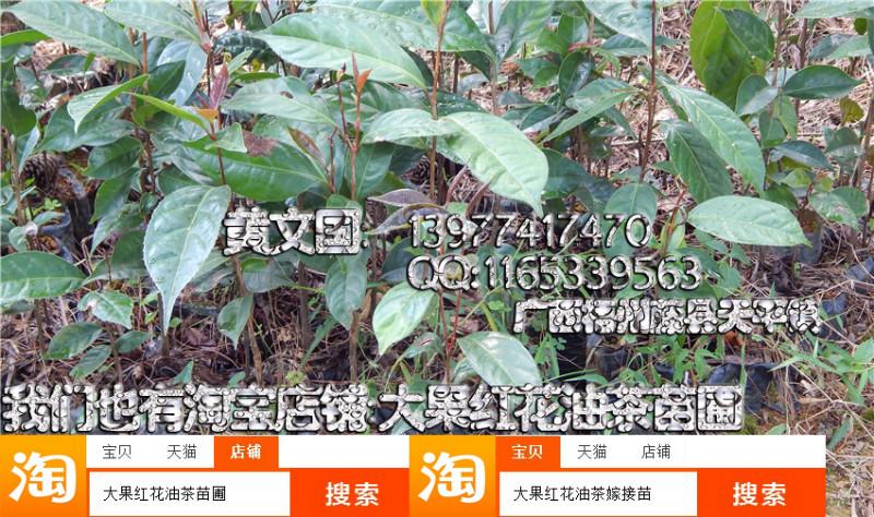 供應大果紅花油茶實生苗營養(yǎng)杯，大果紅花油茶實生苗營養(yǎng)杯苗