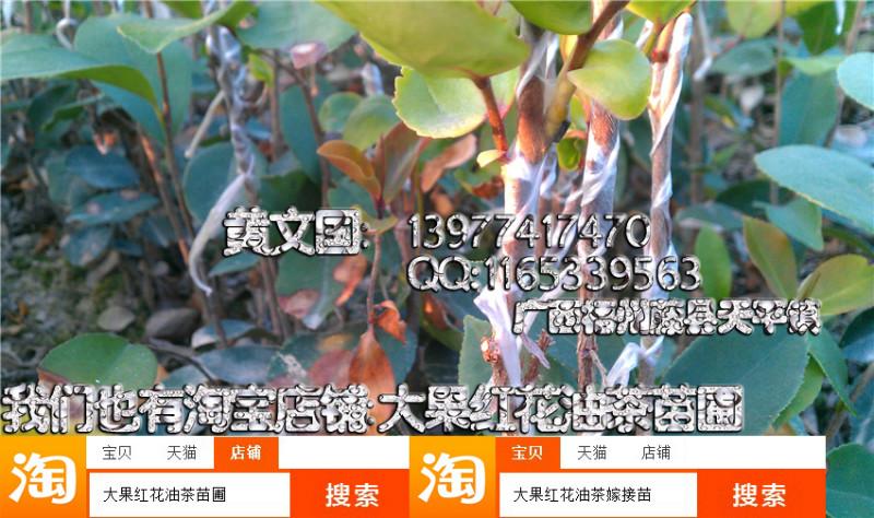 軟枝油茶3號(hào)嫁接苗1年苗圖片