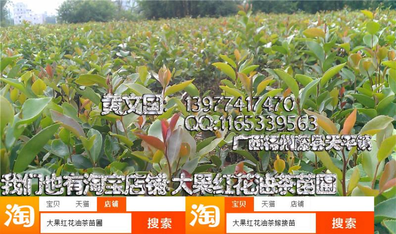 岑溪軟枝油茶實生苗3號1年苗圖片