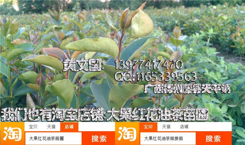 供應(yīng)岑溪軟枝油茶實(shí)生苗3年苗，岑溪軟枝油茶實(shí)生苗