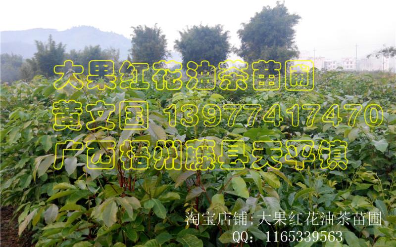 黑橄欖嫁接苗A圖片