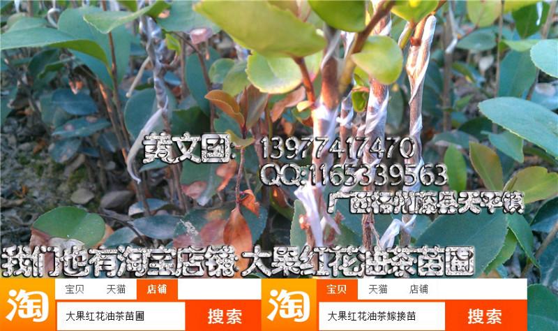 岑溪軟枝油茶嫁接苗1年苗A圖片