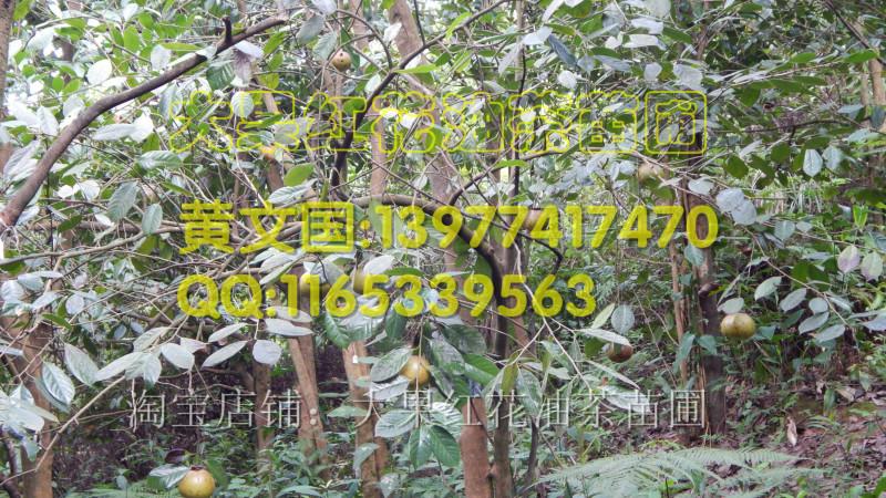 供應(yīng)大果紅花油茶果實重量，大果紅花油茶果實重量是多少
