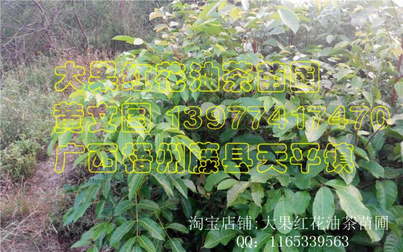 供應(yīng)黑橄欖嫁接苗小苗，黑橄欖嫁接苗小苗批發(fā)