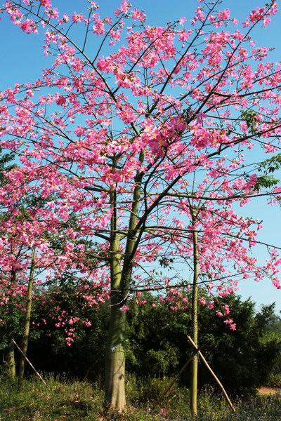 廣西木棉哪里有賣圖片