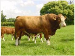 山東西門(mén)塔爾牛圖片/山東西門(mén)塔爾牛樣板圖 (4)