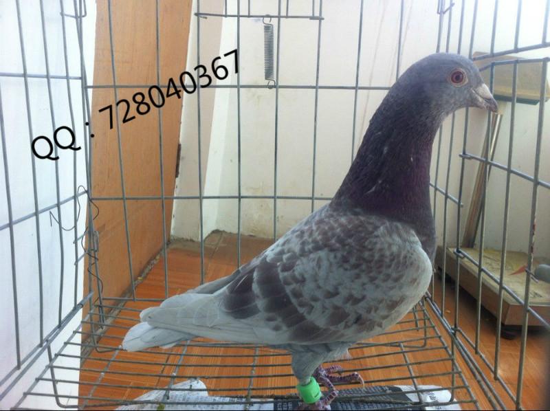 供應(yīng)信鴿賽鴿觀(guān)賞鴿