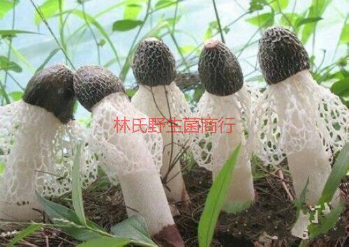 供應(yīng)佛山新鮮*菌批發(fā)，佛山新鮮*菌廠家，佛山新鮮*菌報(bào)價(jià)