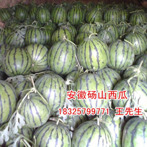 供應(yīng)碭山甜瓜西瓜馬上就要上市