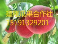 陜西毛桃價格脆密王毛桃批發(fā)價格