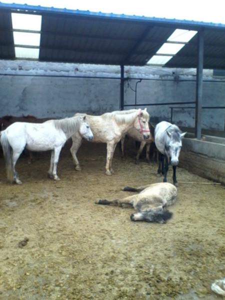 哪里有賣騎著玩的馬圖片