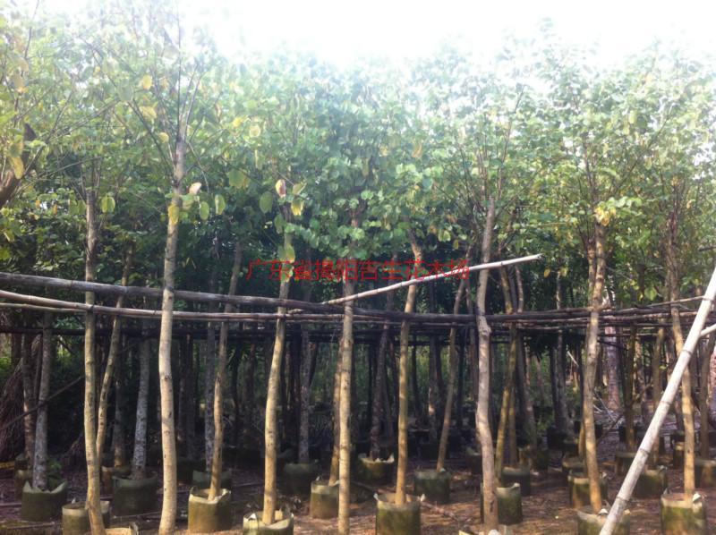 供應(yīng)紅花紫荊6公分袋苗哪里有、紫荊袋苗哪里便宜、哪里有6公分紫荊