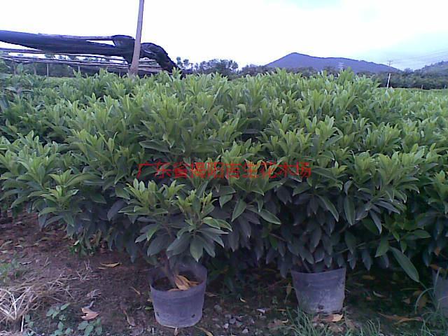供應(yīng)普寧非洲茉莉供應(yīng)商非洲茉莉大量批發(fā)￥非洲茉莉產(chǎn)地批發(fā)