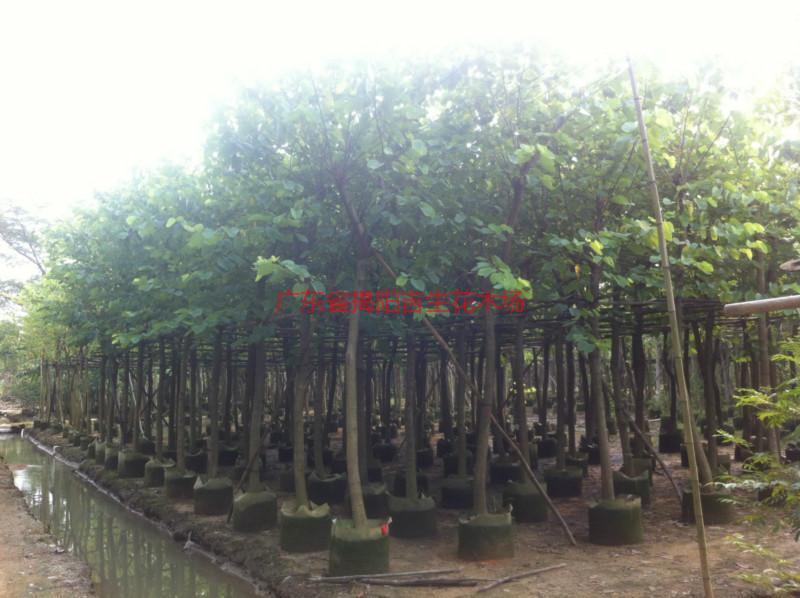 紫荊圖片/紫荊樣板圖 (4)