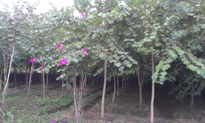 紅花紫荊袋苗圖片