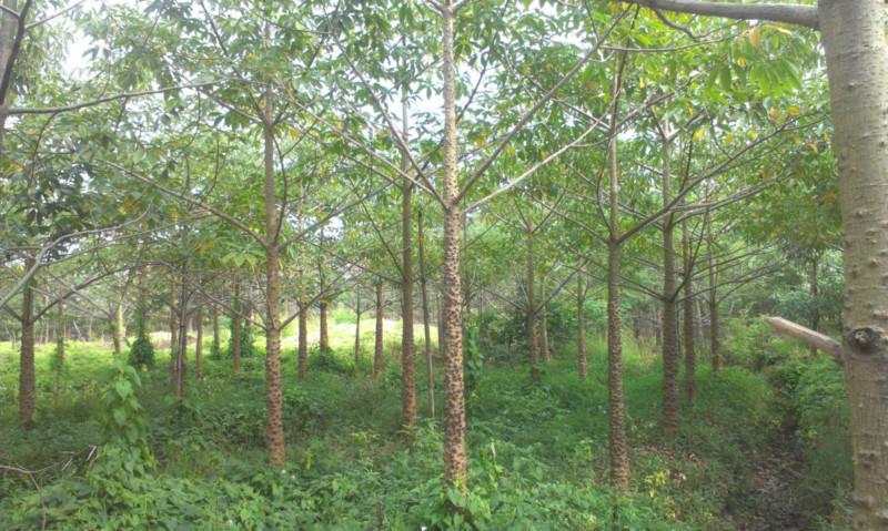 供應菩提榕袋苗5公分、菩提榕哪里有、5公分菩提榕哪里有