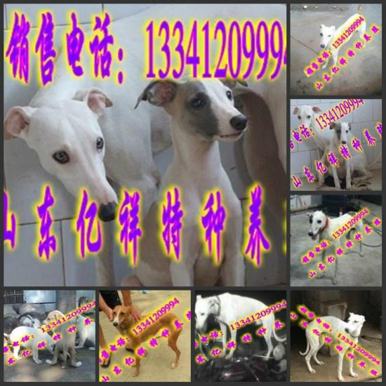 供应浙江哪里有卖格力犬的，浙江哪里有卖格力犬幼崽的，格力犬价格