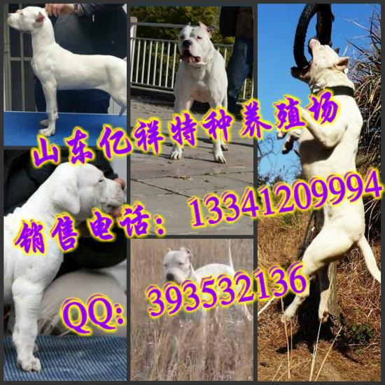 杜高犬幼崽杜高犬图片