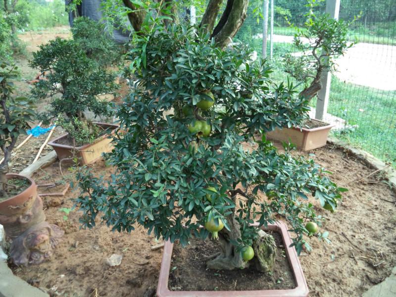 供應(yīng)安徽蚌埠石榴樹苗