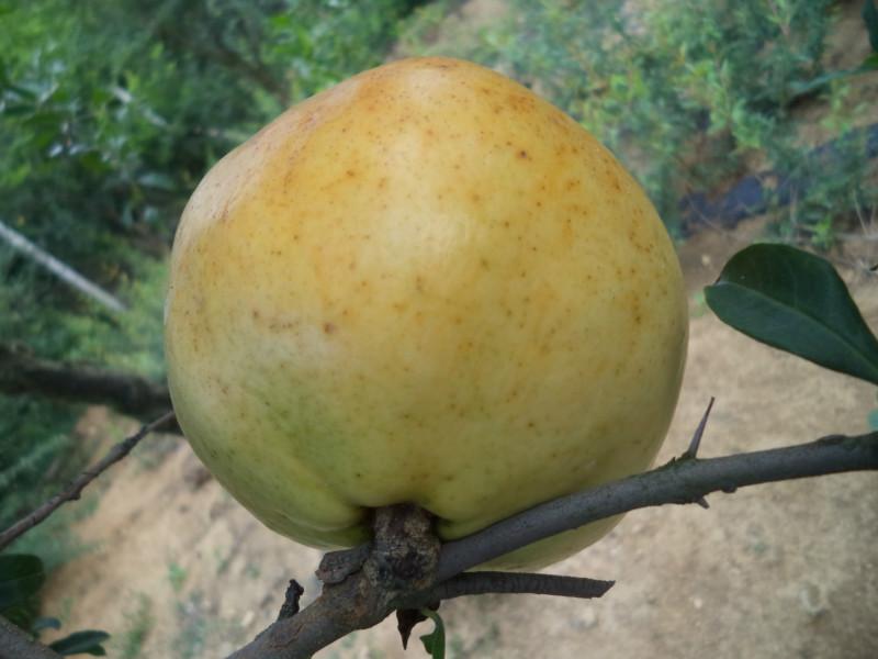 供應安徽蚌埠青石榴批發(fā)，安徽青石榴價格，安徽青石榴