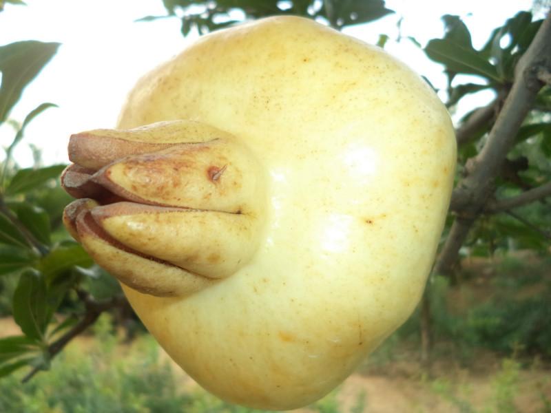 供應安徽蚌埠青石榴批發(fā)，安徽青石榴價格，安徽青石榴