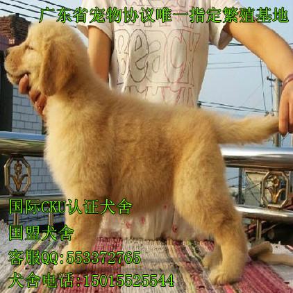 广州市广州哪里有卖金毛犬厂家广州购买宠物狗应该注意什么 广州哪里有卖金毛犬