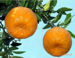 供應(yīng)湖北三峽椪柑/椪柑盛產(chǎn)基地