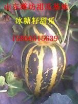 *籽甜瓜批發(fā)基地