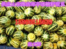 供應(yīng)山東濰坊甜瓜產(chǎn)地